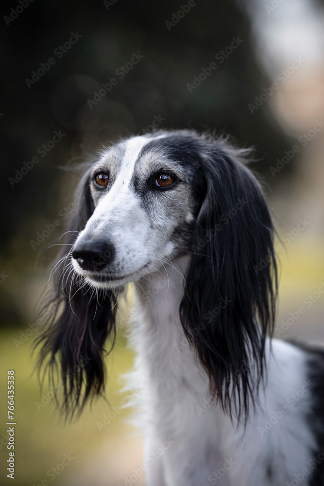 Amazing saluki greyhound dog detail of head Amazing saluki greyhound dog detail of head