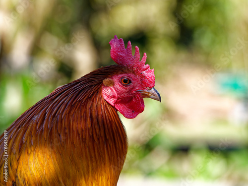 Portrait of a red junglefowl (Gallus gallus bankiva) in Lyon zoo, Asian forest area, France photo