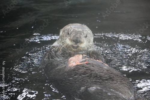 The sea otter (Enhydra lutris) eating a fish