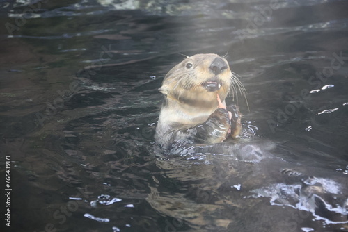 The sea otter (Enhydra lutris) eating
