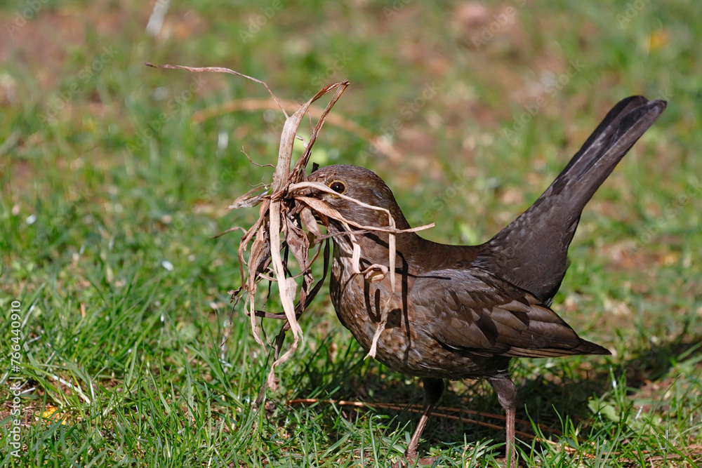 Eine Amsel sammelt Material für den Nestbau
Eine Amsel sammelt Material für den Nestbau