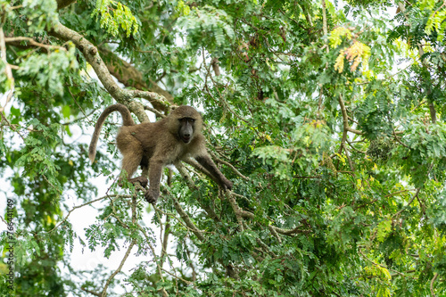 Olivenpavian im Akagera Nationalpark in Ruanda, Afrika