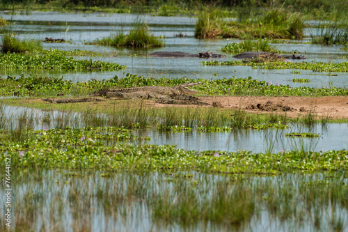 Nilkrokodile am Wasser im Akagera Nationalpark in Ruanda, Afrika