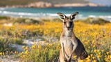 Kangaroo in the wildflowers of California's West connected to the beach, with yellow wildflowers and white sand, sunny day, golden hour lighting, Western Australian coastal landscape background,