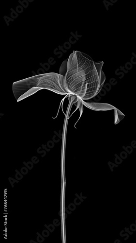 White rose on a long stem in x-ray style on a black background. Minimalistic black and white illustration.