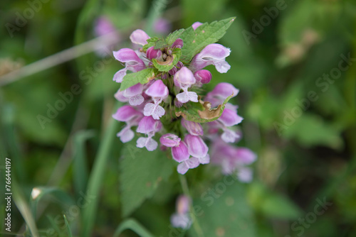 Close-up of dead nettle. © Iurii
