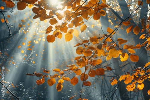 Sunlight Filtering Through Tree Leaves