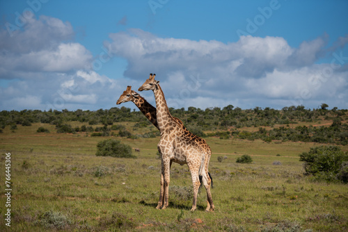 Giraffen im Akagera Nationalpark in Ruanda  Afrika