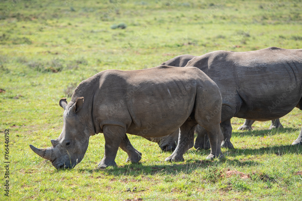 Nashorn im Akagera Nationalpark in Ruanda, Afrika Nashorn im Akagera Nationalpark in Ruanda, Afrika