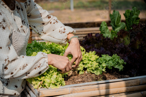 woman planting a tomato