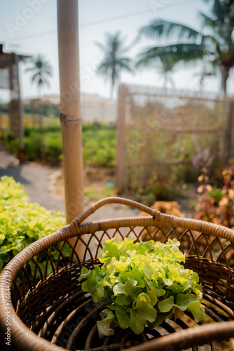 garden in the garden