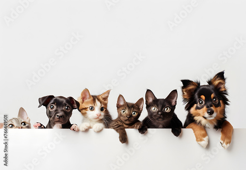 adorable cats and dogs peeking white blank poster on a clean white background, ideal for widescreen desktop wallpaper, animal hospital