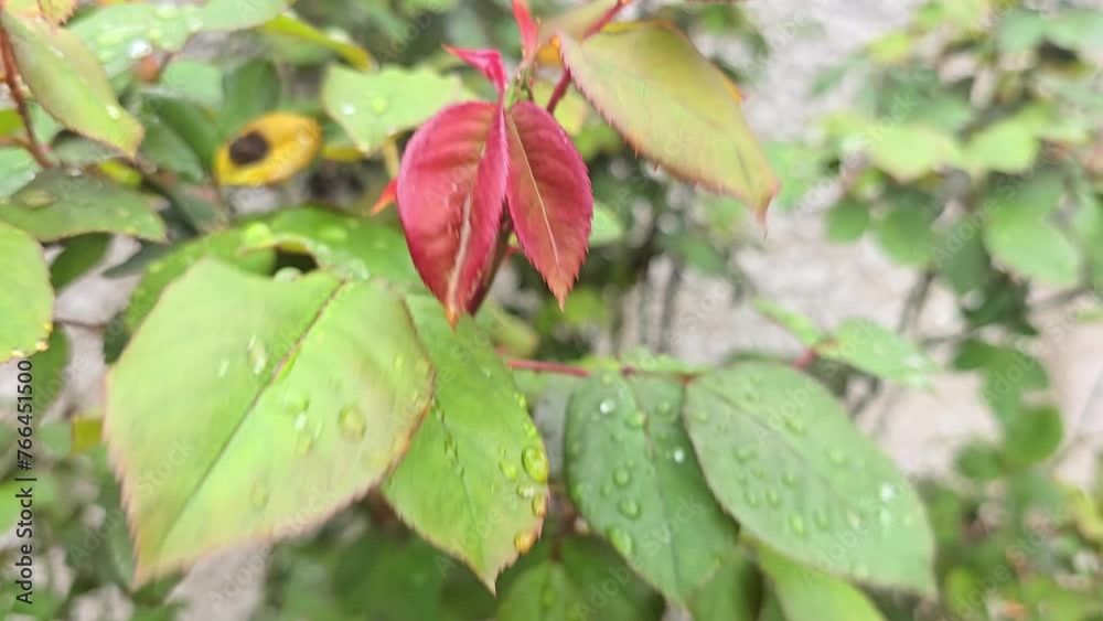 Red and green leaves of a tree in the wind Red and green leaves of a tree in the wind
