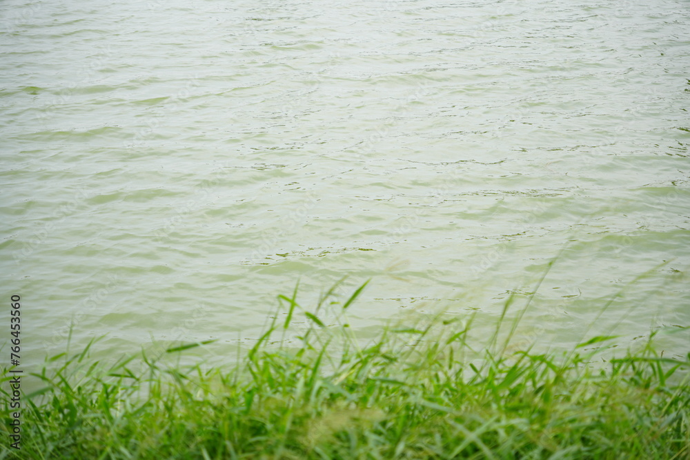 green water with grass in foreground, back ground image green water with grass in foreground, back ground image