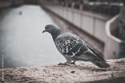 city pigeon on the bridge railing against the backdrop of the strait