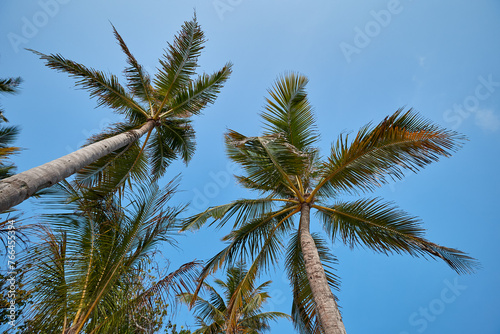 Tropical palmtree and blue sky © zimagine