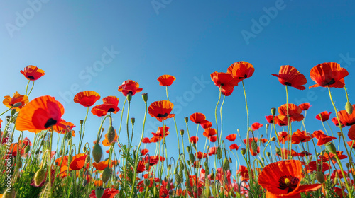 A field of vibrant red and orange poppies, standing tall against a clear blue sky