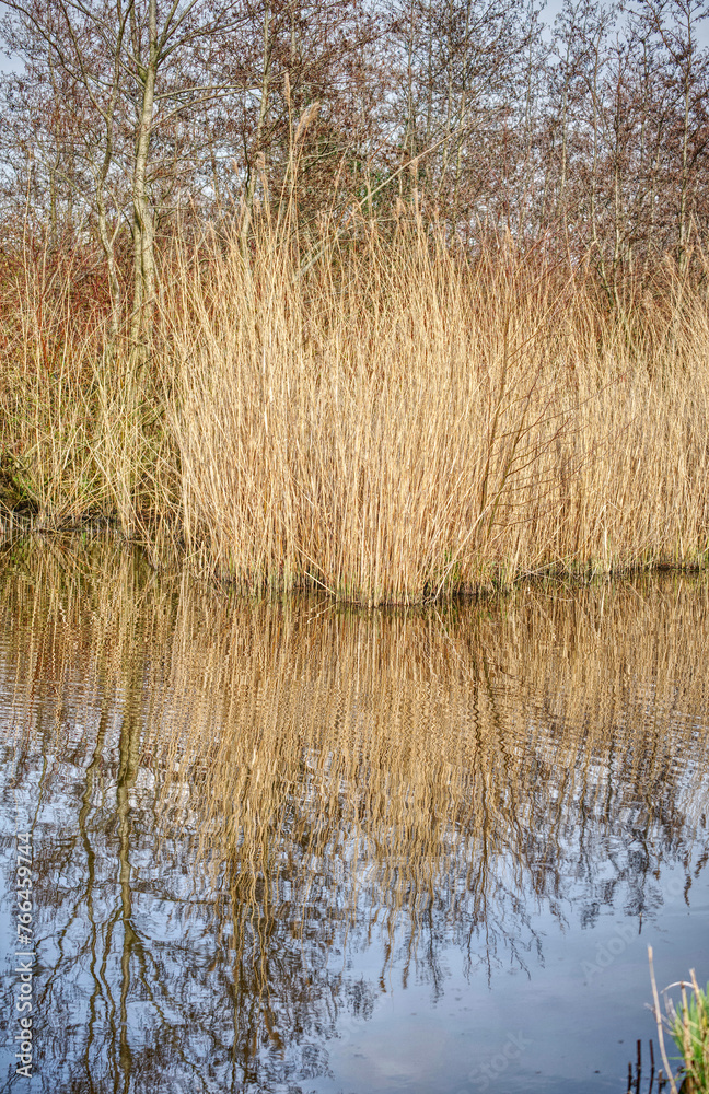 reeds in the water with reflection in the water reeds in the water with reflection in the water