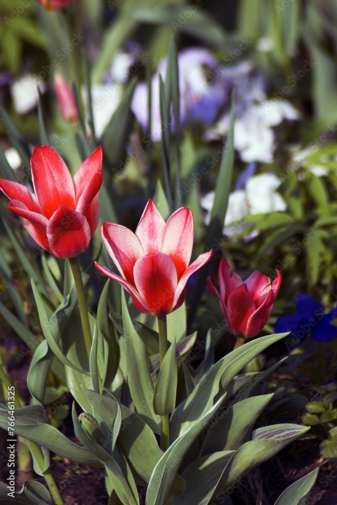 Red and white tulips