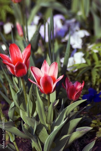 Obraz na płótnie Red and white tulips w salonie