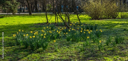 Wiosenne kwiaty - żonkile w promieniach słońca (ID: 766462988)