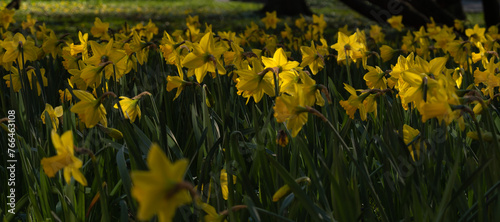 Wiosenne kwiaty - żonkile w promieniach słońca (ID: 766463108)
