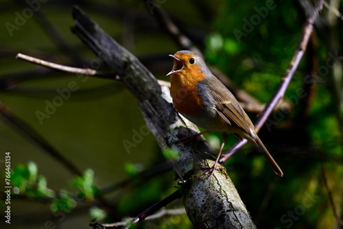 European robin // Rotkehlchen (Erithacus rubecula)