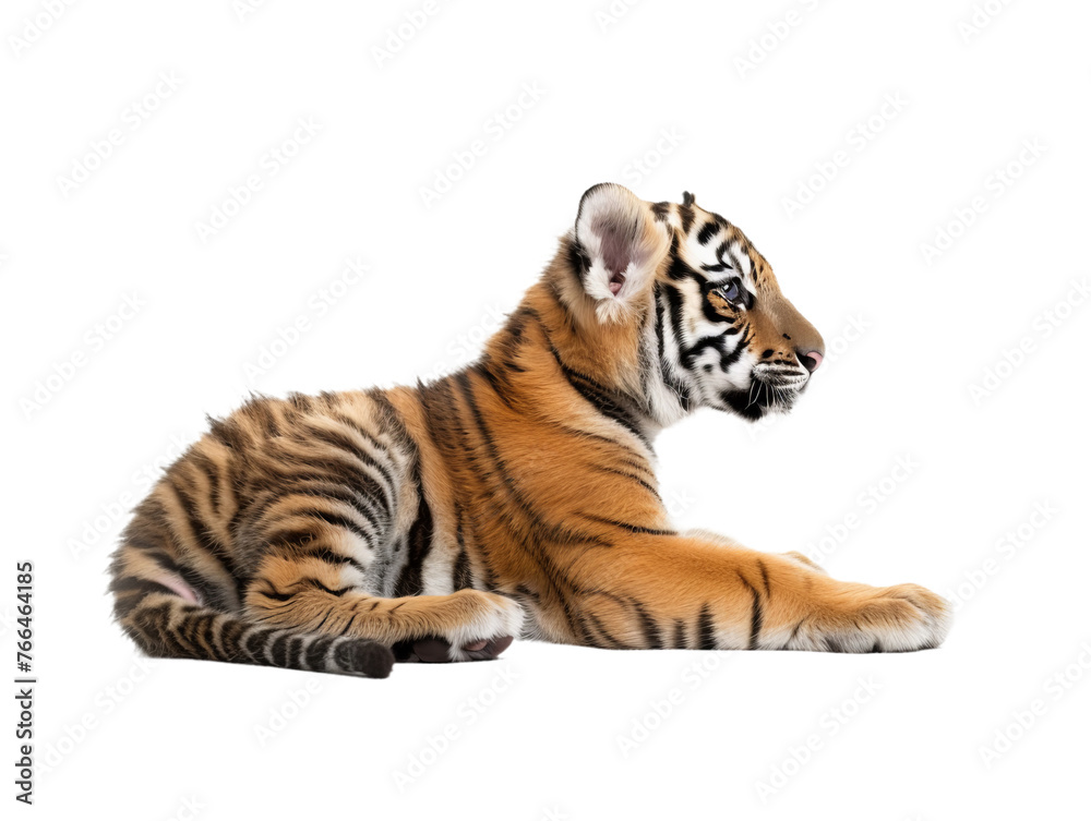 Obraz premium lying tiger baby cub png cutout isolated on white and transparent background