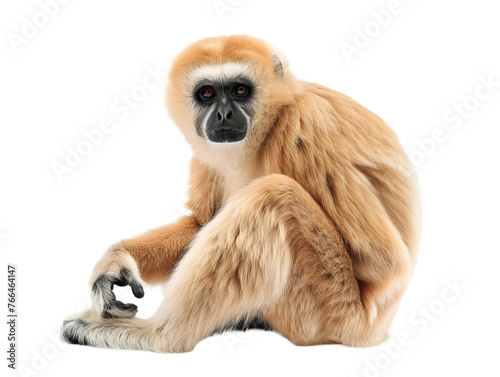 sitting gibbon png cutout isolated on white and transparent background © Christopher