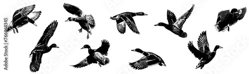 Duck set silhouette for hunting day in vector