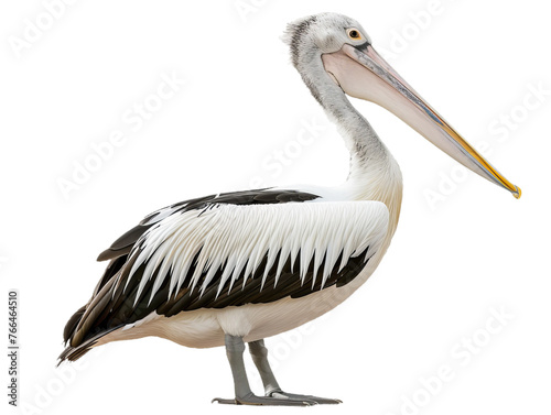 pelican bird cutout isolated on white, side view