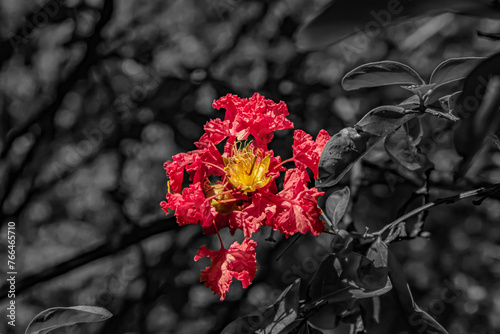 planta roja rodeado de blanco y negro