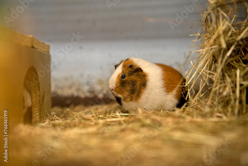 country brown white  guinea pig in a petting zoo in netherlands photo