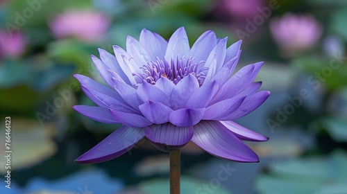 Purple Water Lily Floating on Water