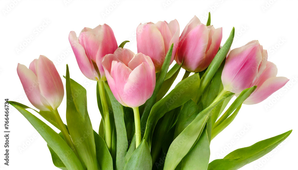 Rosa Tulpen isoliert auf weißem Hintergrund, Freisteller Rosa Tulpen isoliert auf weißem Hintergrund, Freisteller