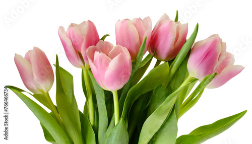Rosa Tulpen isoliert auf weißem Hintergrund, Freisteller 