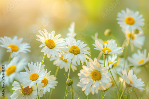 Close up of daisies with their delicate petals, beautiful spring and summer background. © Sunday Cat Studio