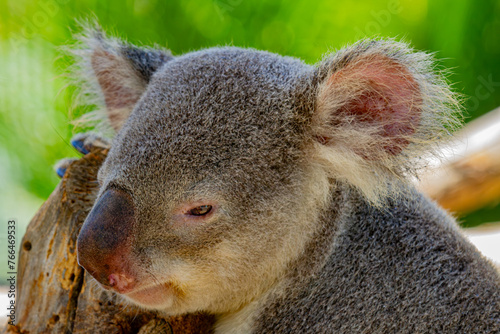 Canvas Print koala in a tree