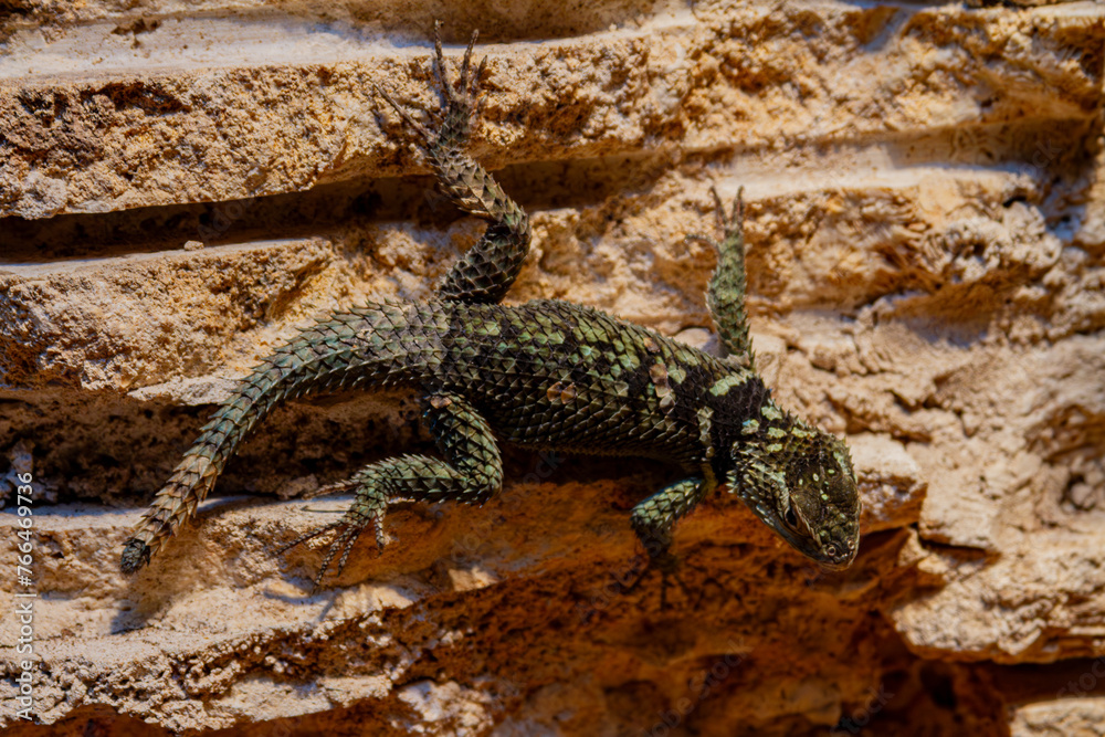 Fototapeta premium lizard on the stone
