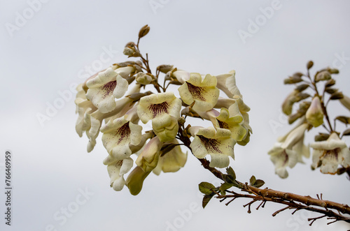 Paulownia kawakamii tree blooms in the park during spring season. photo