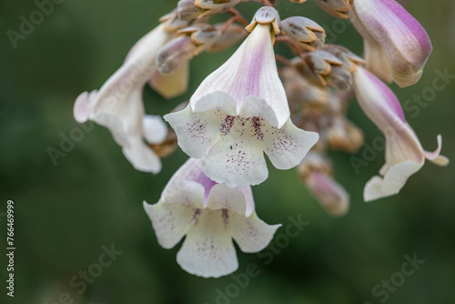 Paulownia kawakamii tree blooms in the park during spring season. photo
