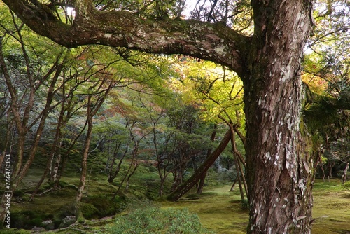 The beautiful scenery of the garden in the Ginkakuji Temple, Kyoto, Japan, with a trunk of the big tree is in the foreground during the beginning of Autumn. © Artaporn Puthikampol