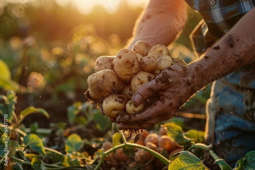A Close-up of a farmers hands holding freshly harvested potatoes in a sunlit field.