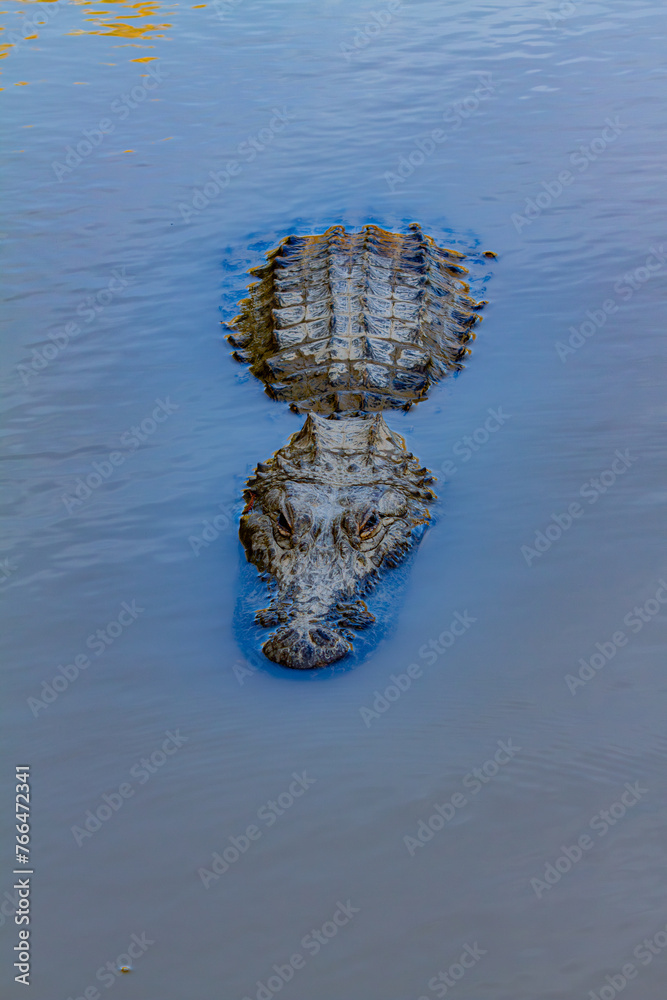 Naklejka premium alligator