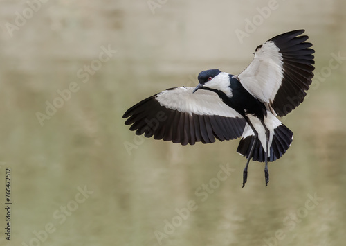 Spur winged Plover in flight photo