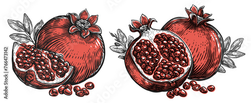 Pomegranate with seeds and leaves. Tropical fruit. Hand drawn vector illustration
