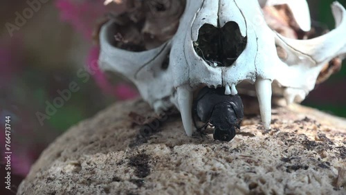 Black beetle with large mandibles, Scarabaeidae family of true dung beetles, scarabs or scarab beetles. Crawling over white skull of dog. Close-up viewing of insects in wild photo