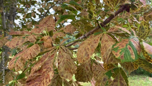 Horse chestnut leaf on tree damaged with Horse chestnut leaf miner Cameraria ohridella photo