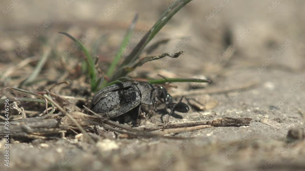 black ant attacks wounded little beetle and tries to drag it into its anthill on dry road. Macro view insect in wild black ant attacks wounded little beetle and tries to drag it into its anthill on dry road. Macro view insect in wild