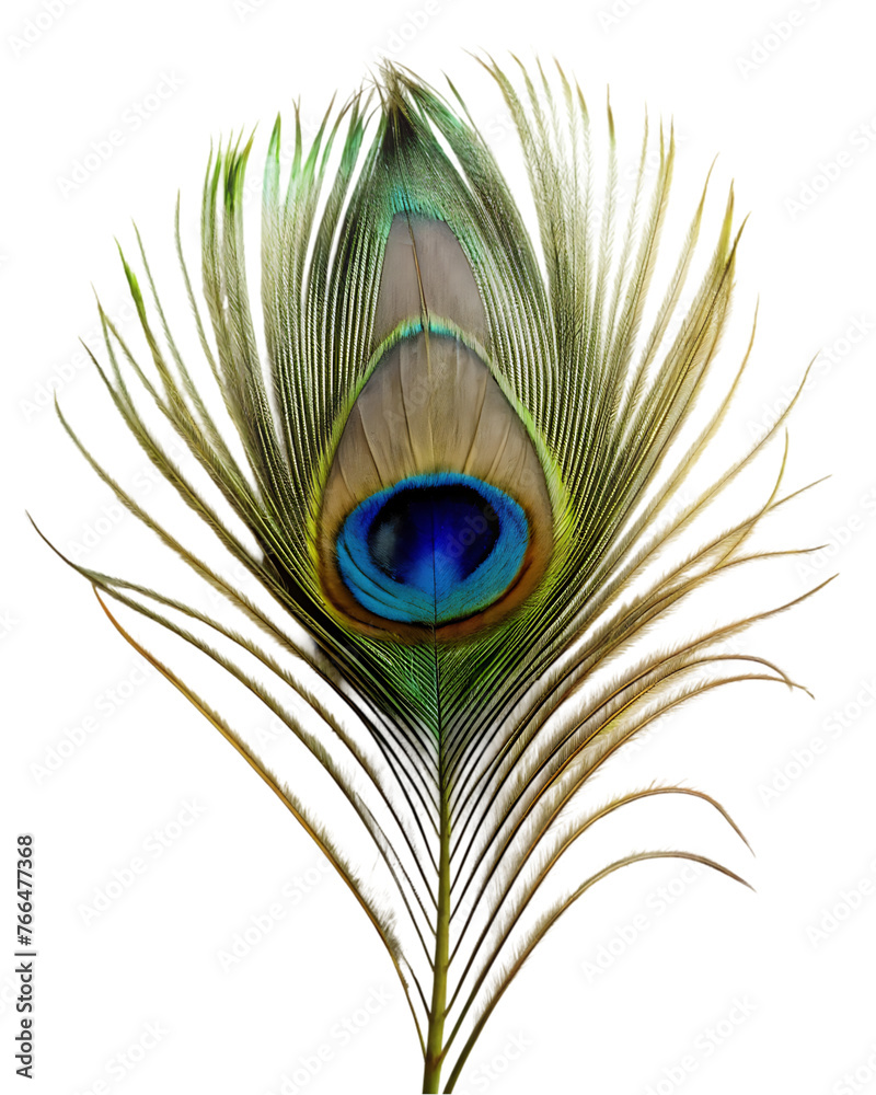 Fototapeta premium Peacock flower isolated on transparent background